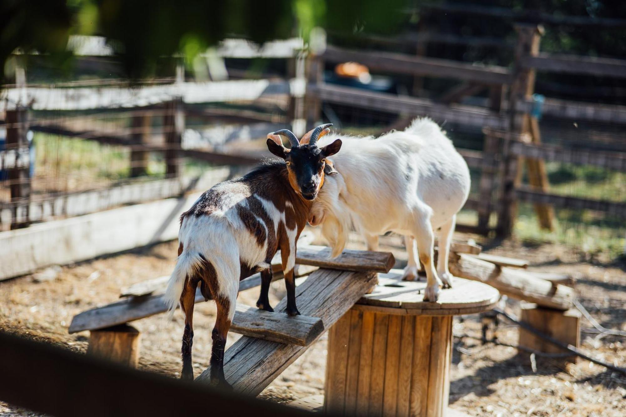 Farm stay Karaiskos Agritourism Farm